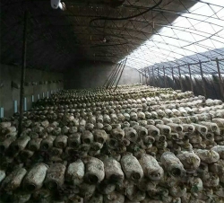 泸州香菇种植大棚
